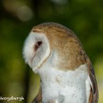 5362 Barn Owl (Tyto alba)