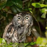 5364 Eastern Screech Owl (Megascops asia)