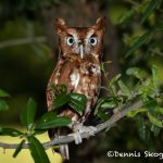 5366 Eastern Screech Owl (Megascops asia)