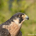 5367 Peregrine Falcon (Falco peregrinus)