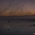 5390 Foggy Sunrise, National Elk Refuge, Jackson, WY
