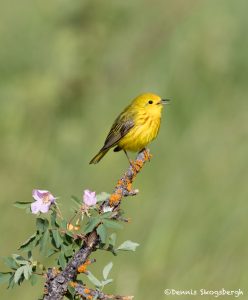 5405 Yellow Warbler (Setophaga petechia), Kamloops, BC - Dennis ...