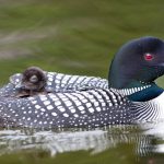 5407 Common Loon (Gavia immer) and Chick, Lac Le Jeune, BC