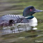 5408 Common Loon (Gavia immer) and Chick, Lac Le Jeune, BC