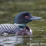 5411 Common Loon (Gavia immer) and Chick, Lac Le Jeune, BC