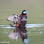 5418 Ruddy Duck (Oxyura jamaicensis), Kamloops, BC