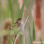 5421 Marsh Wren (Cistothorus palustris), Lac Le Jeune, BC