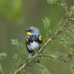 5425 Male Yellow-rumped Warbler (Setophaga coronata), Lac Le Jeune, BC