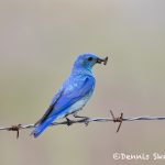 5427 Mountain Bluebird (Sialia currucoides), Kamloops, BC