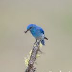 5429 Male Mountain Bluebird (Sialia-currucoides), Kamloops, BC