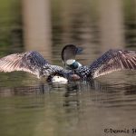 5437 Common Loon (Gavia immer), Lac Le Jeune, BC