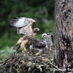 5438 Red-tailed Hawk Nest with Chicks, Kamloops, BC