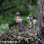 5439 Red-tailed Hawk Nest with Chicks, Kamloops, BC