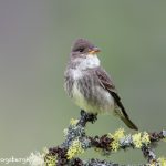 5441 Olive-sided Flycatcher (Contopus cooperi), Kamloops, BC