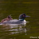 5444 Common Loon (Gavia immer) and Chick, Lac Le Jeune, BC