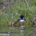 5445 Common Loon (Gavia immer) on Nest, Lac Le Jeune, BC