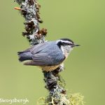 5448 Red-breasted Nuthatch (Sitta canadensis), Kamloops, BC