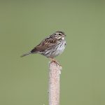 5450 Savannah Sparrow (Passerculus sandwichensis), Kamloops, BC