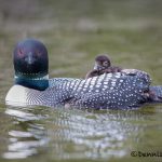 5452 Common Loon (Gavia immer) and Chick, Lac Le Jeune, BC