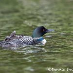 5453 Common Loon (Gavia immer) and Chick, Lac Le Jeune, BC