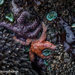 5496 Sea Stars, Ruby Beach, Olympic National Park, WA