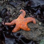 5512 Sea Star, Ruby Beach, Olympic National Park, WA