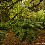 5515 Hoh Rainforest, Olympic National Park, WA