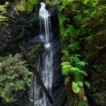 5566 Fern Canyon Waterfall, Russian Gulch State Park, Mendocino, California