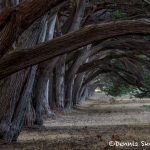 5582 Cypress Tree Grove, Point Reyes, California