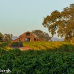 5585 Sunset, Vineyard, Santa Rosa, California