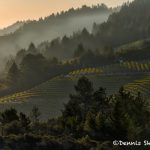 5603 Sunrise, Vineyard, Santa Rosa, California