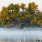 5726 Foggy Sunrise, Bosque del Apache, New Mexico