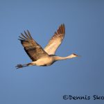 5730 Sandhill Crane (Grus canadensis), Bosque del Apache NWR, New Mexico