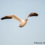 5733 Snow Goose (Chen caerulescens), Bosque del Apache NWR, New Mexico