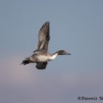 5745 Male Northern Pintail (Anas acuta), Bosque del Apache NWR, New Mexico