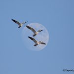 5749 Moon, Ross's Geese, Bosque del Apache NWR, New Mexico