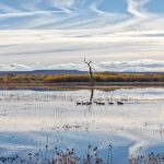 5755 November Colors, Bosque del Apache NWR, New Mexico