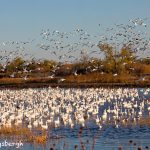 5766 Snow Geese (Chen caerulescens), Bosque del Apache NWR, New Mexico