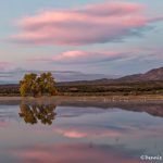 5779 Sunrise, Bosque del Apache, NWR, New Mexico