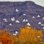 5781 Snow Geese (Chen caerulescens), Bosque de Aapache NWR, New Mexico