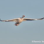 5793 Snow Goose (Chen caerulescens), Bosque del Apache NWR, New Mexico