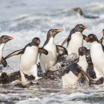 5797 Rockhopper Penguins [Eudyptes (chrysocome) filholi], Returning From Fishing, Saunders Island, Falklands
