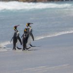5800 King Penguins, Volunteer Point, Falkland Islands
