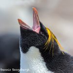 5803 Macaroni Penguin, (Eudyptes chrysolophus), Saunders Island, Falklands