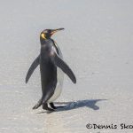 5804 King Penguin (Aptenodytes patagonicus), Volunteer Point, Falkland Islands