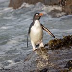 5806 Rockhopper Penguin [Eudyptes (chrysocome) filholi, Saunders Island, Falklands