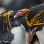 5813 Macaroni Penguin (Eudyptes chrysolophus), Saunders Island, Falklands