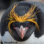 5814 Macaroni Penguin (Eudyptes chrysolophus), Saunders Island, Falklands