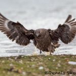 5826 Brown Skua (Stercorarius antarcticus), Bleaker Island, Falklands