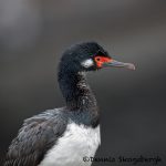 5827 Rock Shag (Phalacrocorax magellanicus), Bleaker Island, Falklands